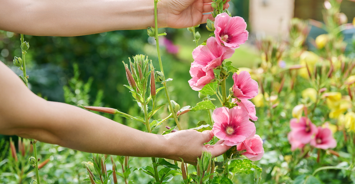 Hollyhocks (featured image)
