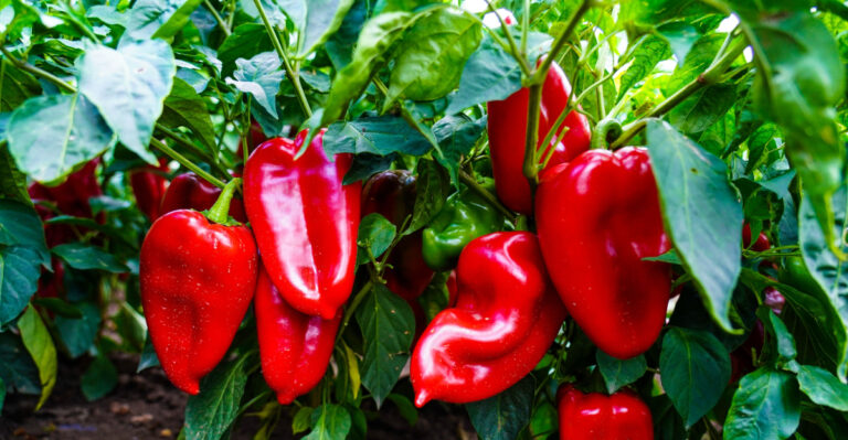 Pepper plants (featured image)