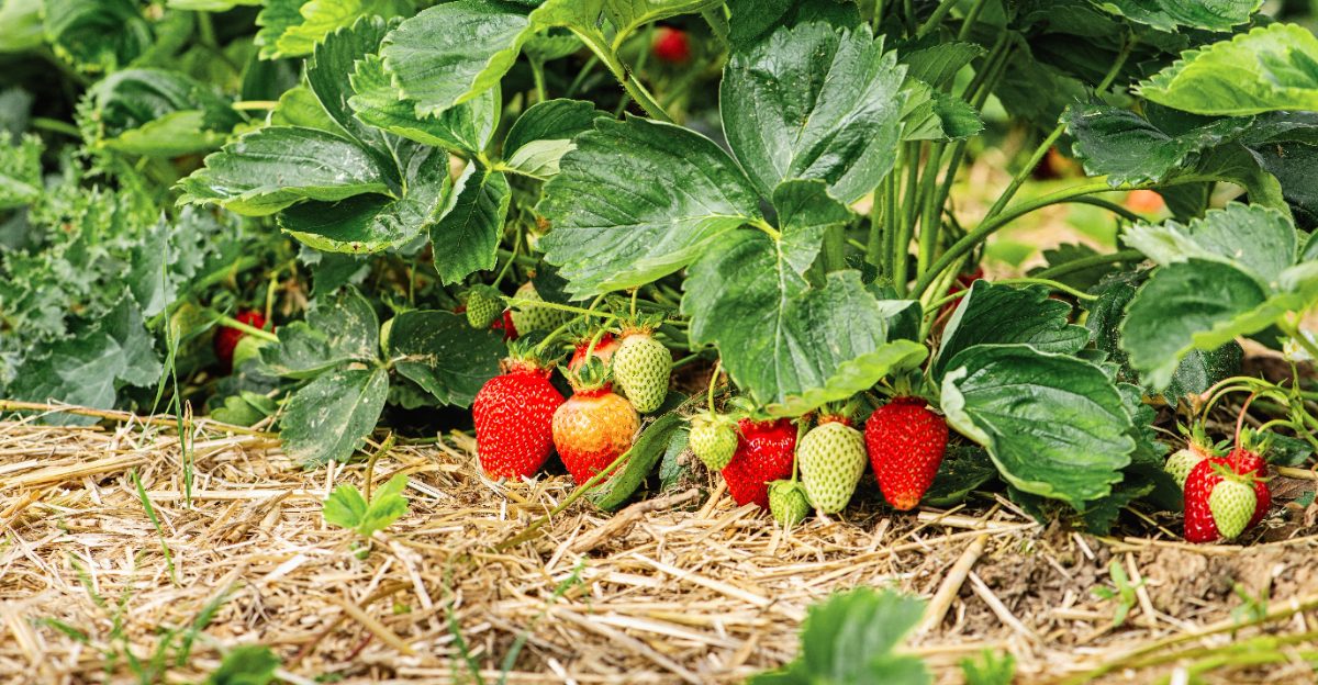 Strawberry plants (featured image)