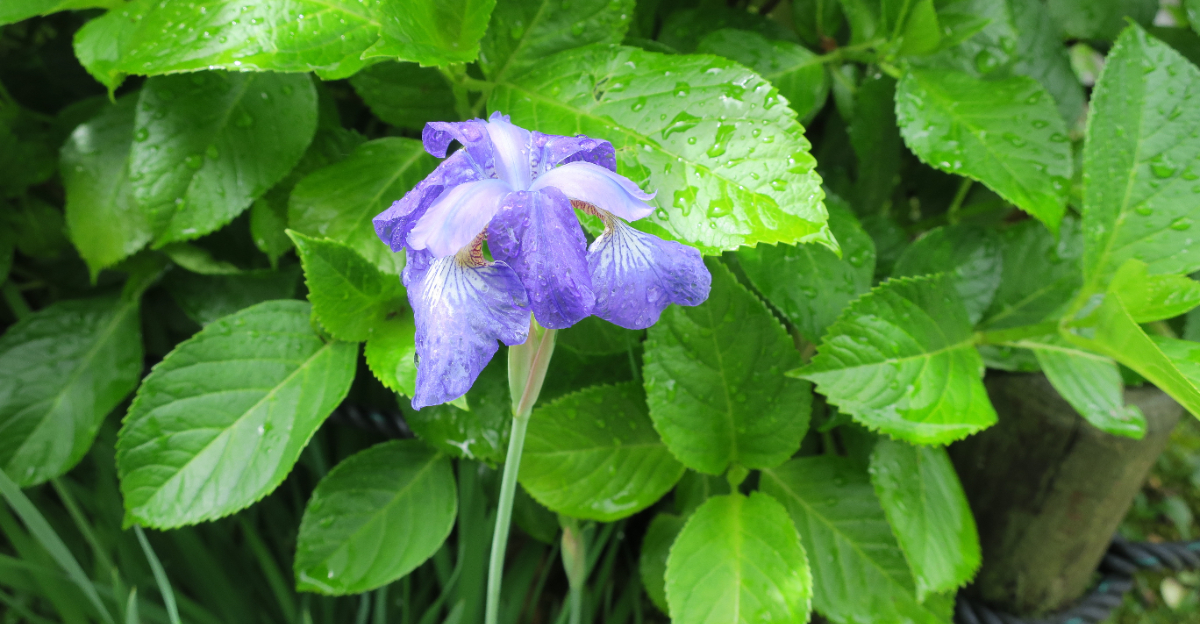 flag iris in the rain