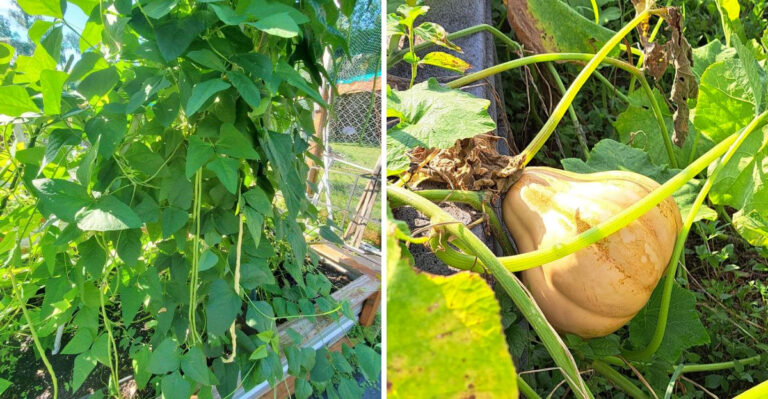 7 Summer Vegetables Florida Gardeners Should Grow Instead Of Tomatoes