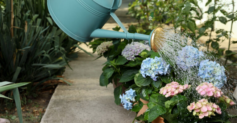 7 Texas Container Plants That Need Extra Water In May