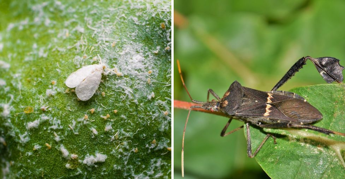 Whitefly and Leaf-Footed Bug