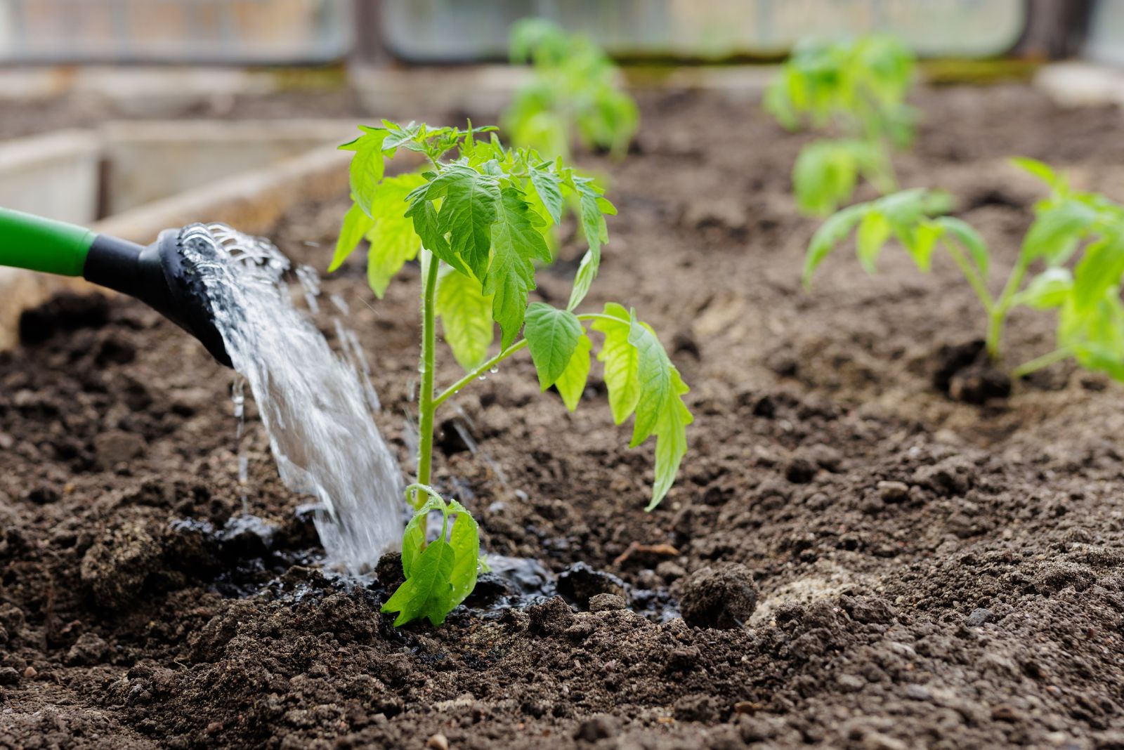 watering tomatoes