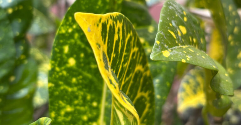 7 Things Florida Gardeners Should Watch Out For When Growing Crotons