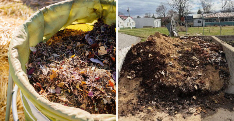 compost and fresh manure