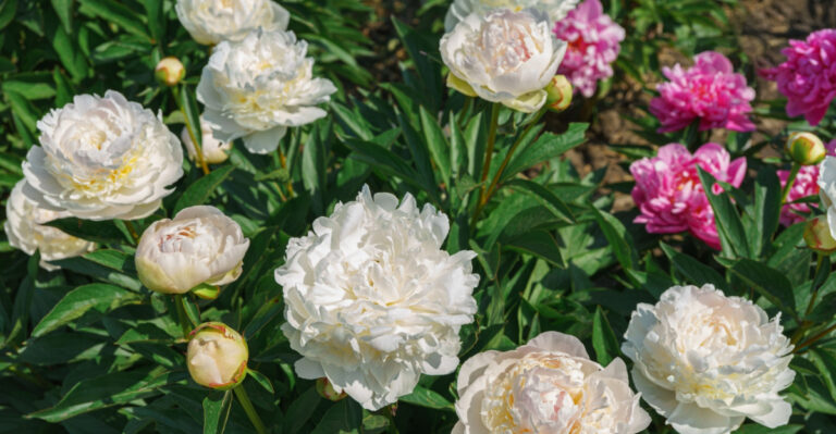 7 Things To Do With Peonies After They Bloom (Most People Skip One Key Step)