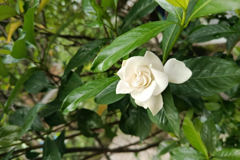 gardenia