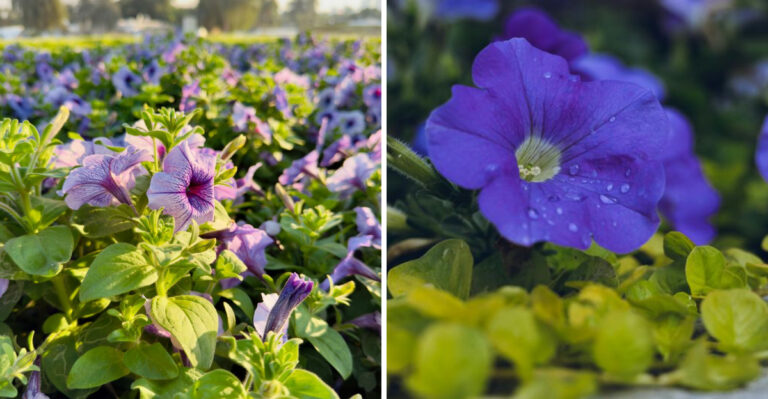 7 Things Your Yellow Petunia Leaves Are Trying To Tell You