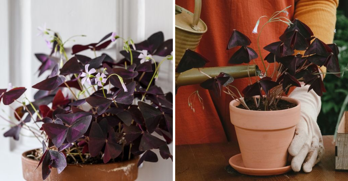 oxalis plant