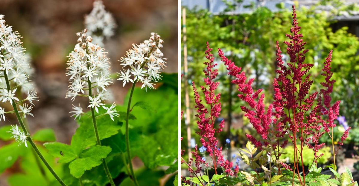 foamflower and astilbe
