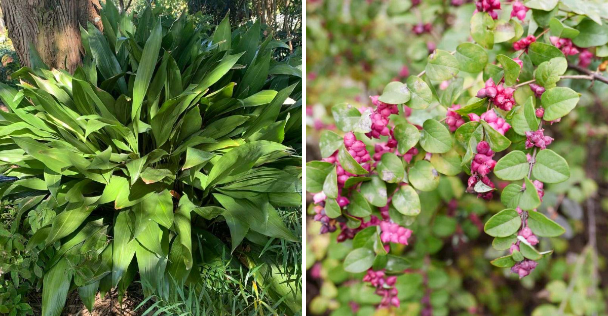 cast iron plant and coralberry