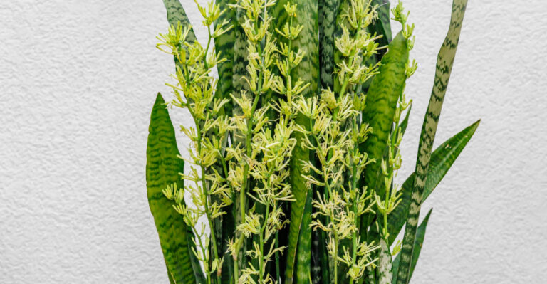 snake plant (featured image)