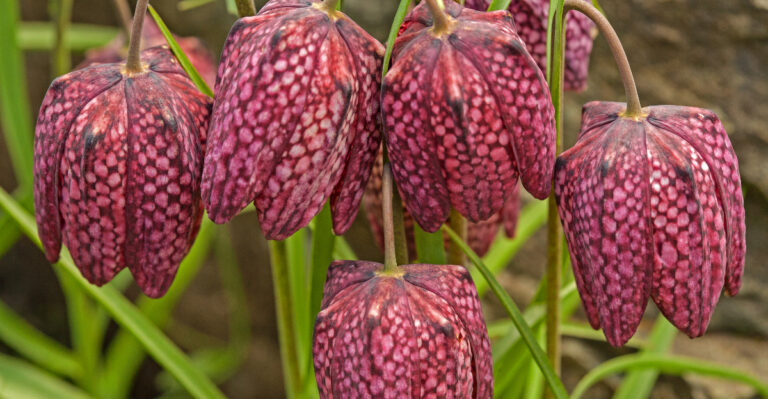 Checker Lily