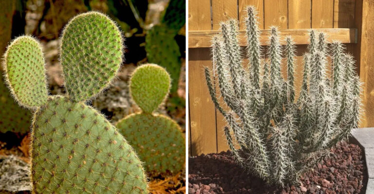 devil's tongue and whipple cholla