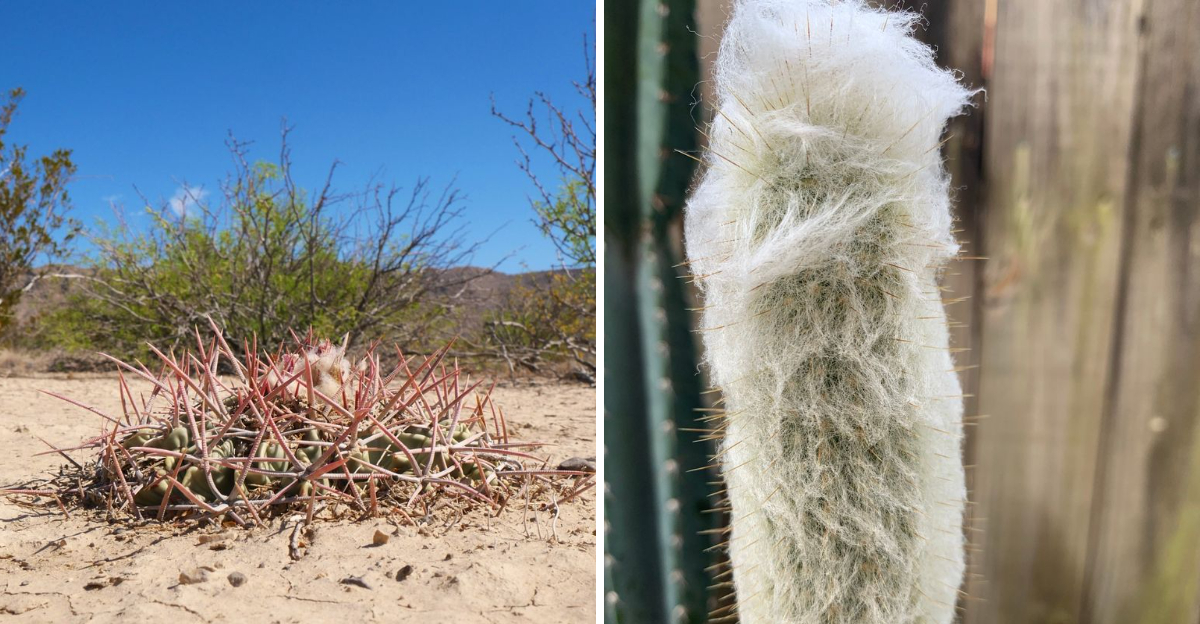 Horse Crippler Cactus and Old Man Cactus