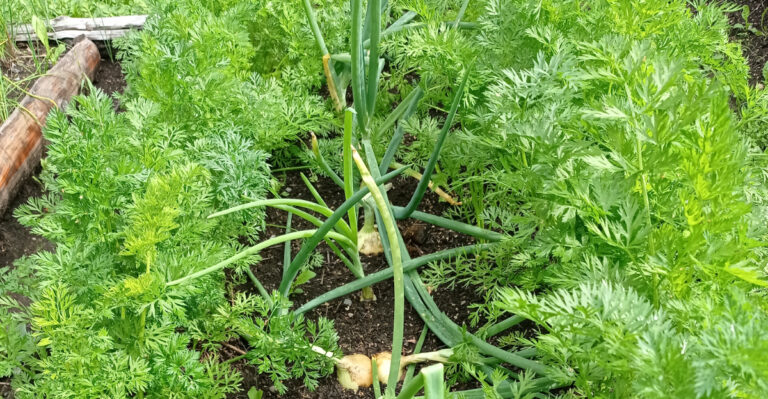 carrots and onions