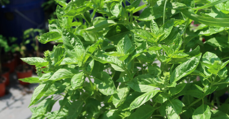basil (featured image)