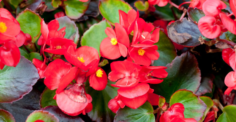 begonia (featured image)