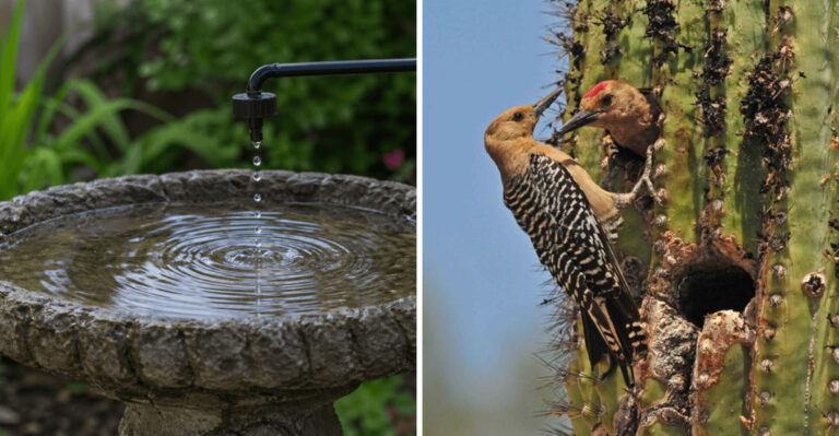 8 Arizona Backyard Changes That Help Birds During Extreme Heat
