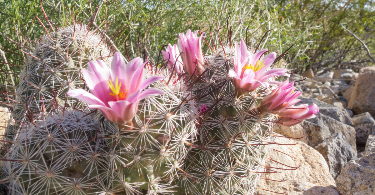 cactus (featured image)