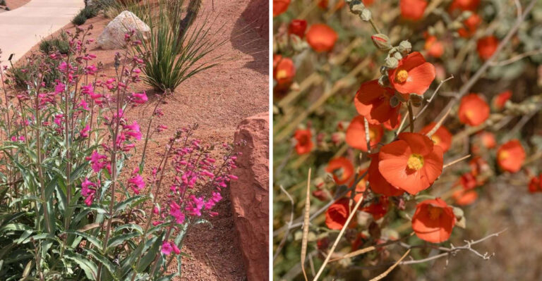 8 Arizona Plants That Thrive In Shallow Soil Without Deep Roots