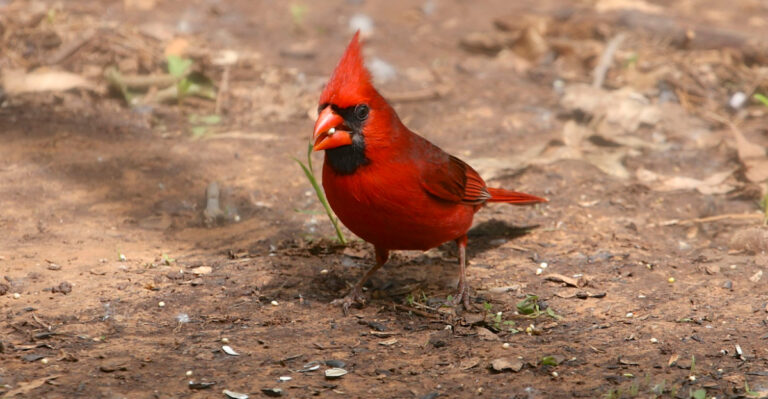 bird (featured image)
