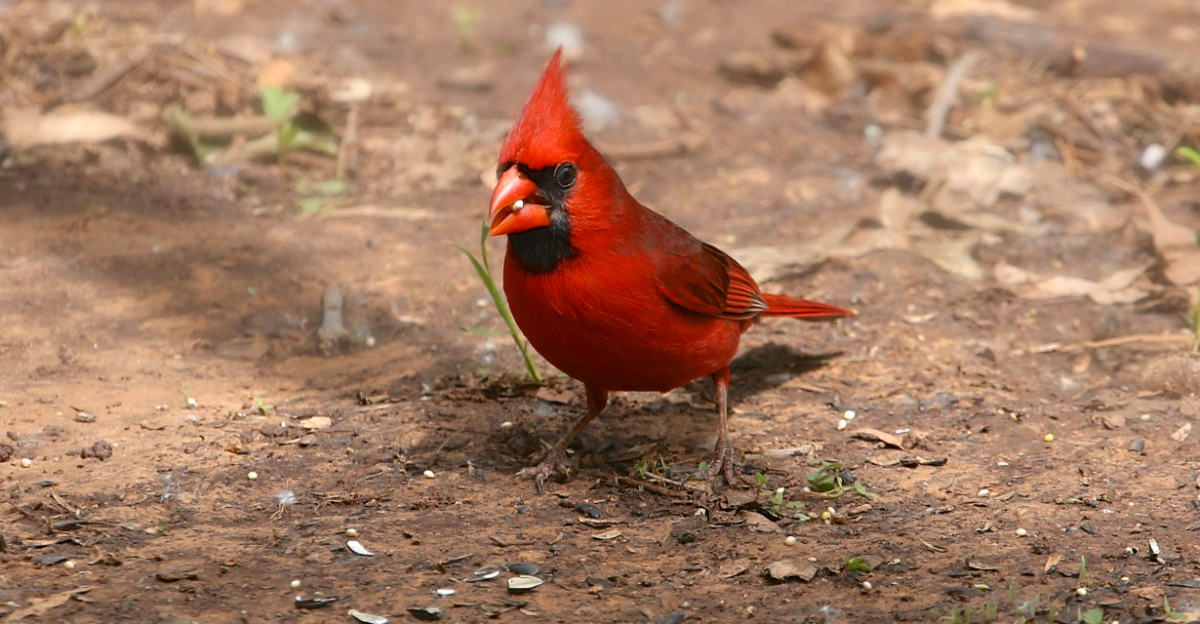 bird (featured image)