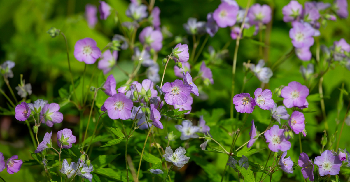 hardy geranium