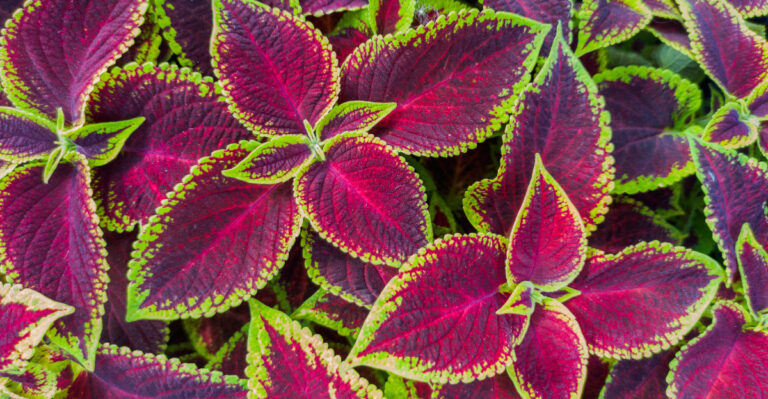 coleus colors