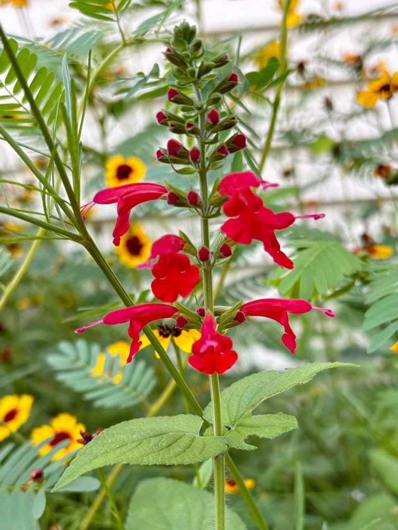 Plant Coreopsis With Scarlet Salvia