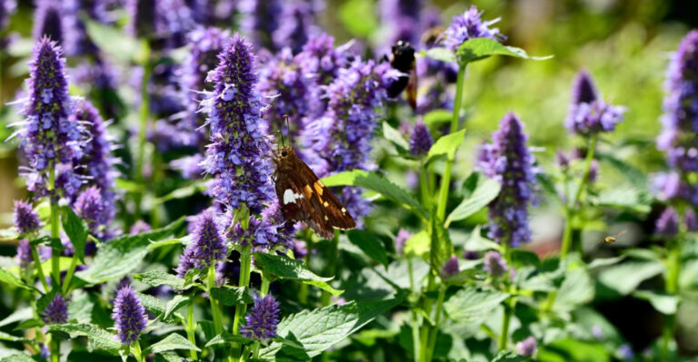 8 Best Plants Pennsylvania Gardeners Can Grow Instead Of Lavender
