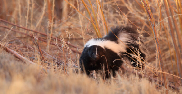 8 Clues A Skunk Is Secretly Living In Your Maryland Yard