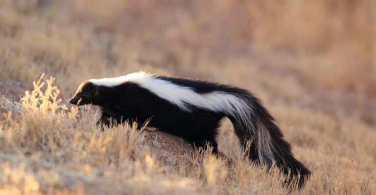 8 Clues A Skunk Is Sneaking Through Your Virginia Yard At Night (And How To Stop It)