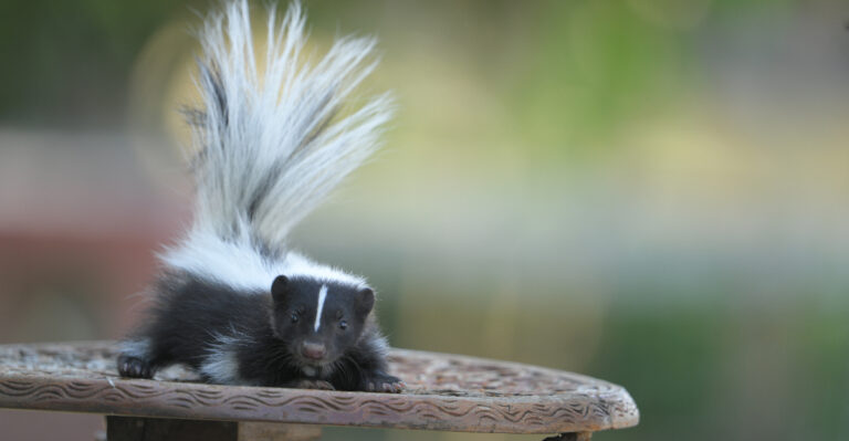 8 Clues A Skunk Is Visiting Your Indiana Yard After Dark
