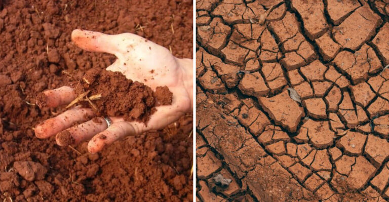8 Common Additions Can Make Illinois Clay Soil Worse, Not Better
