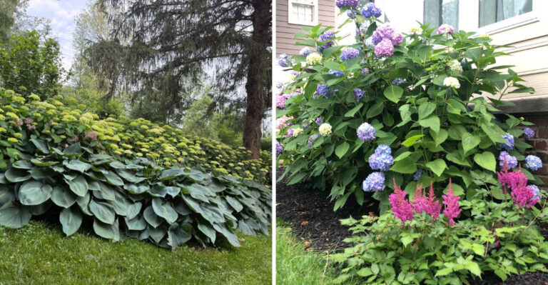 8 Companion Plants That Grow Beautifully With Hydrangeas In Georgia