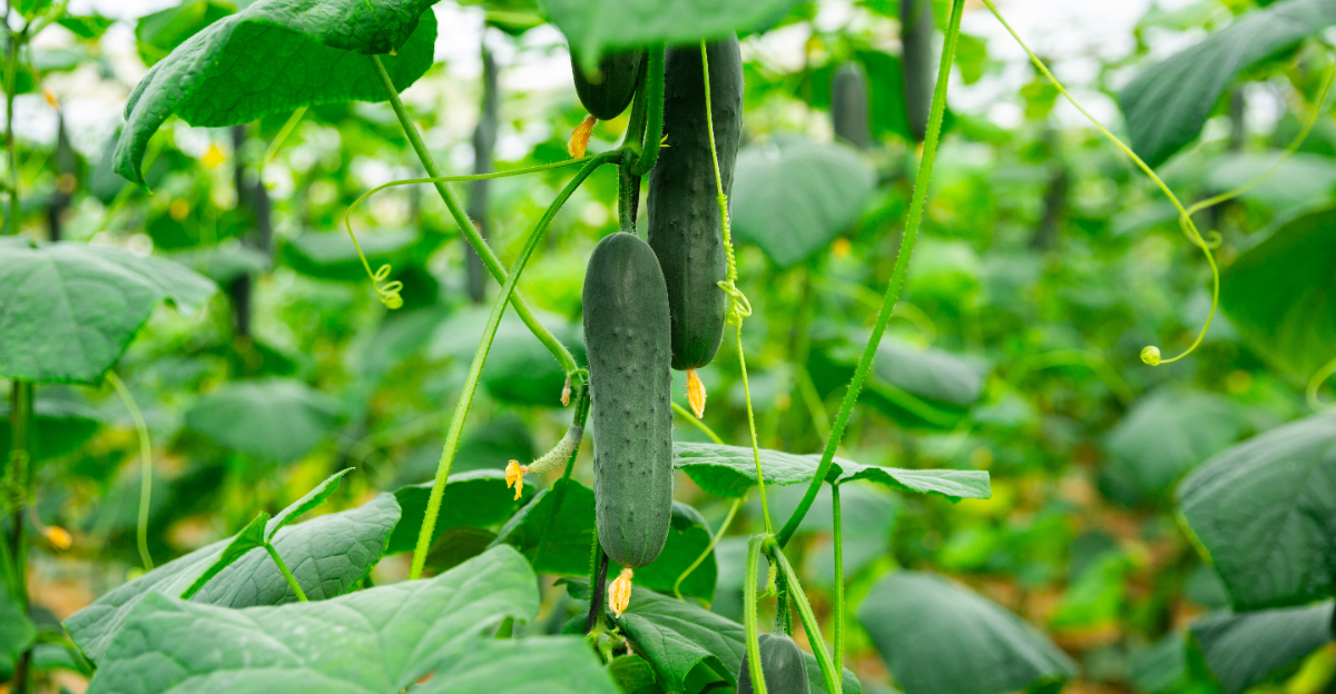 cucumbers (featured image)