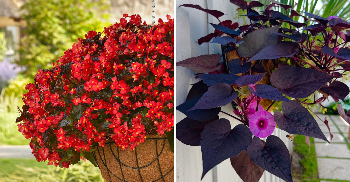 begonia and ornamental sweet potato vine