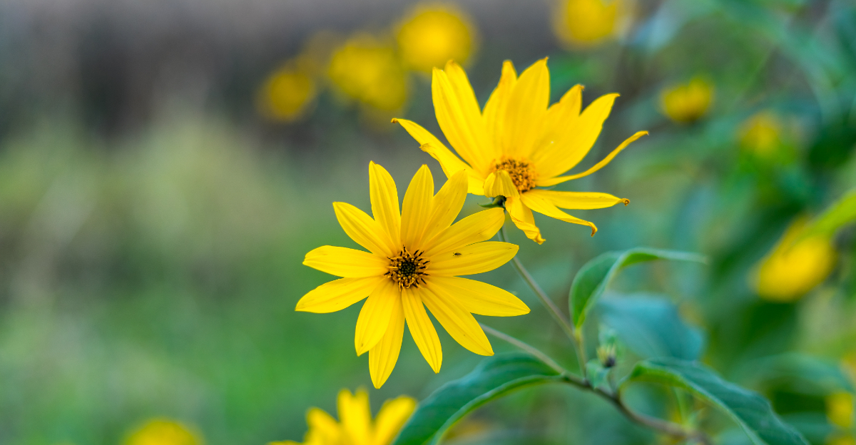 maximilian sunflower