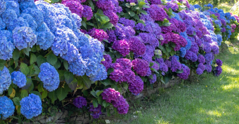 8 Early Spring Steps That Set Tennessee Hydrangeas Up For Success