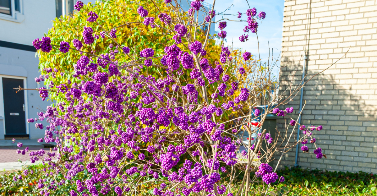 American beautyberry