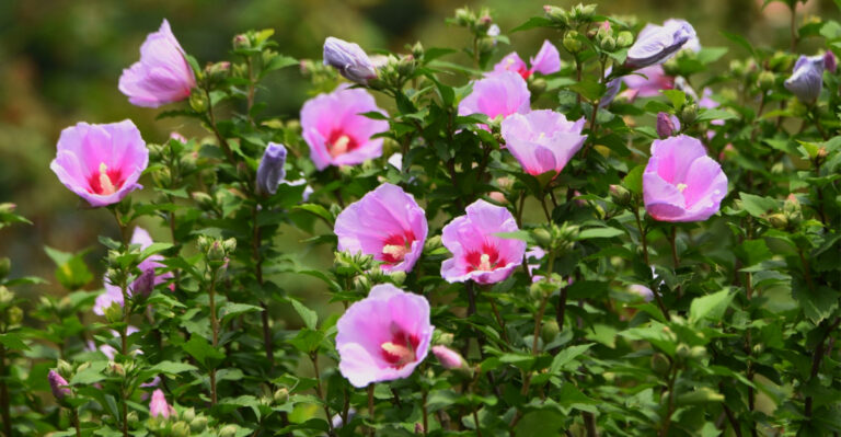 8 Flowering Shrubs You Can Plant In May In Georgia