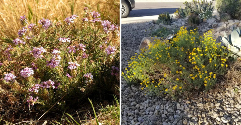 8 Flowers That Thrive In Arizona Dry Soil When Others Fade Fast