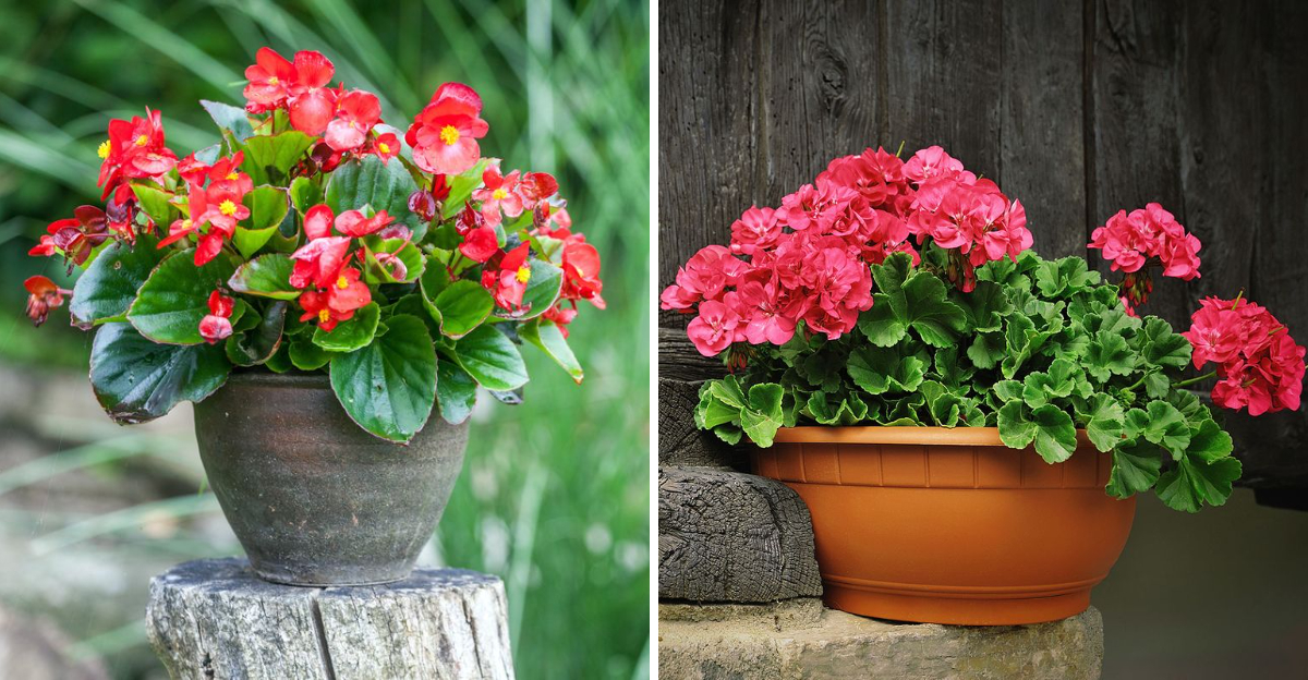 begonia and geranium