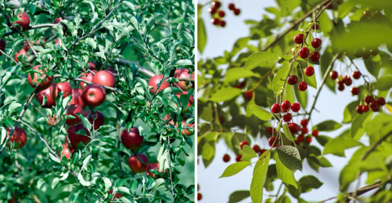 8 Fruit Trees That Actually Thrive In Illinois Heat And Humidity
