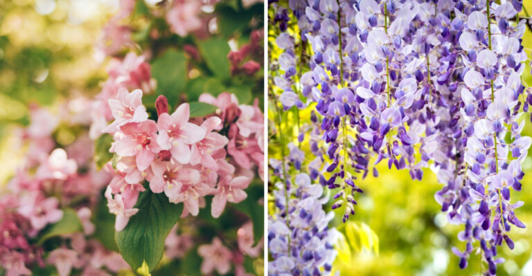 8 Garden Plants That Bloom Better Without June Pruning