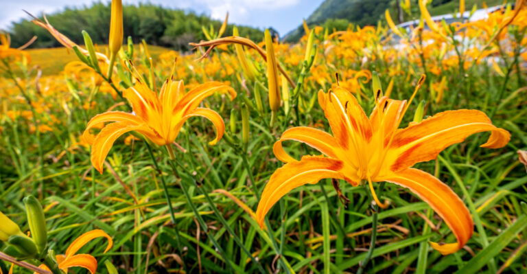 plant (featured image)