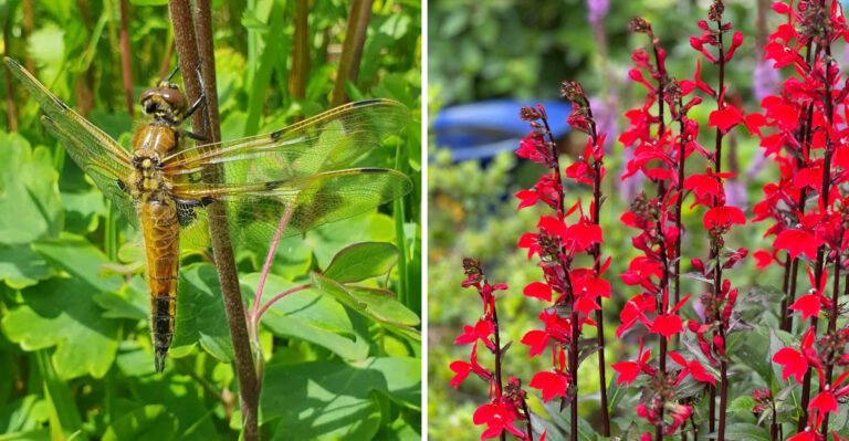 8 Georgia Plants That Attract Dragonflies And Reduce Mosquito Activity