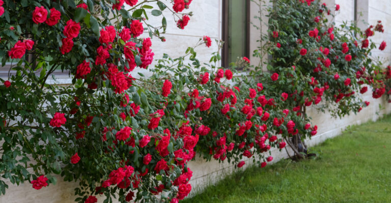 climbing roses on wall